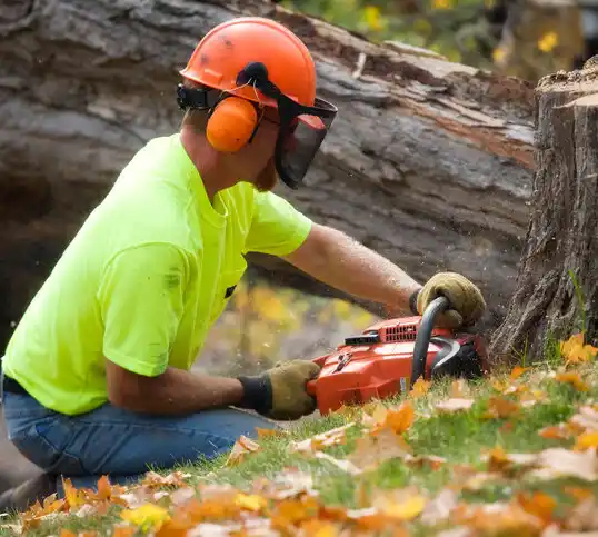 tree services Silver Bay